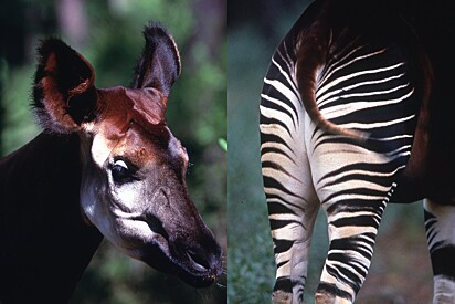 O ocapi parece uma mistura de animais. 