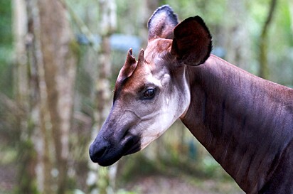 Infelizmente, o ocapi está em perigo de extinção. 