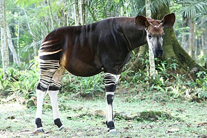 Dia Mundial do Ocapi: que bicho é esse?