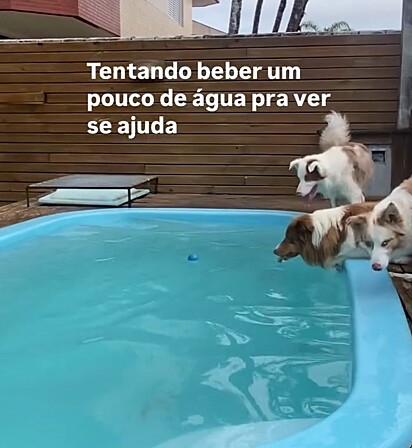 Os cães tentaram até beber a água da piscina.