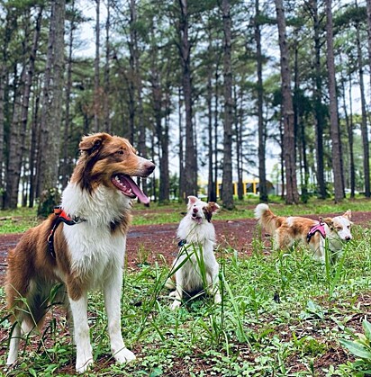 Toni, Jade e Whiskey.