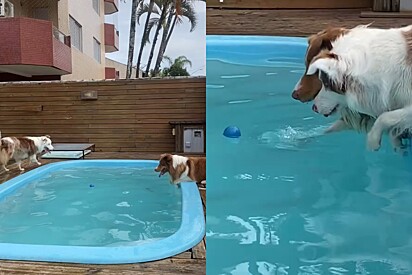 Cães border collie se mobilizam para salvar item mais precioso