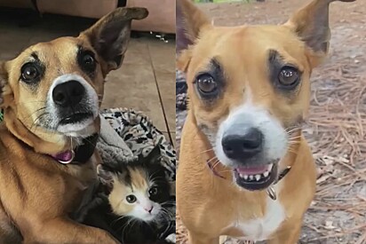 A tutora ficou muito alegre com a atitude da cachorrinha.