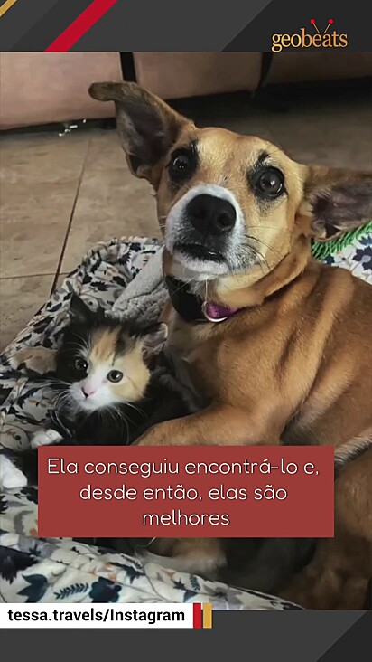 Tessa foi resgatada e quis retribuir o gesto resgatando a felina.