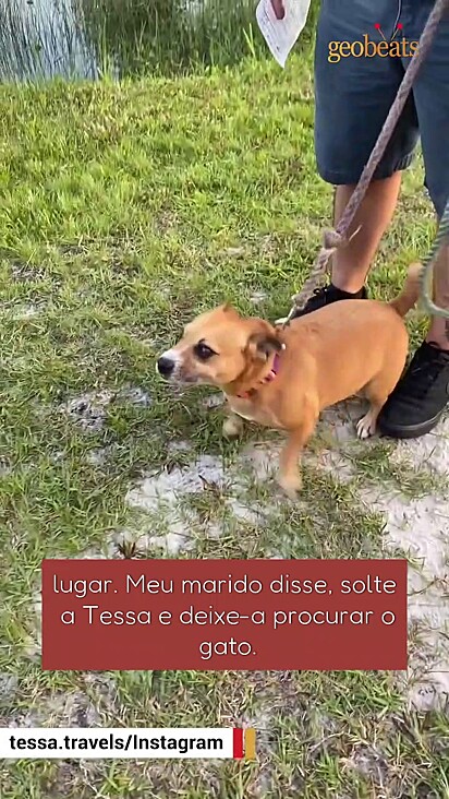 A cachorrinha sabia onde encontrar a origem do miado.