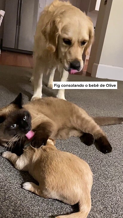 O filhotinho gostava da atenção que recebia do gato.