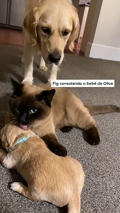 Olive confiava plenamente em Fig.