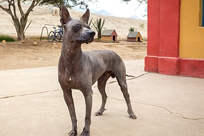 Cão Pila