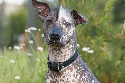 Xoloitzcuintle