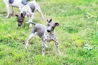 Terrier Americano Sem Pelo