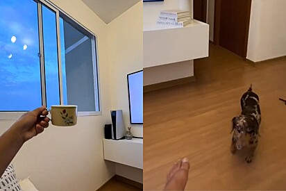 Com café na mão, moça grava vídeo perfeito no apartamento novo, mas o clima muda ao ver o que sua cachorra fez.