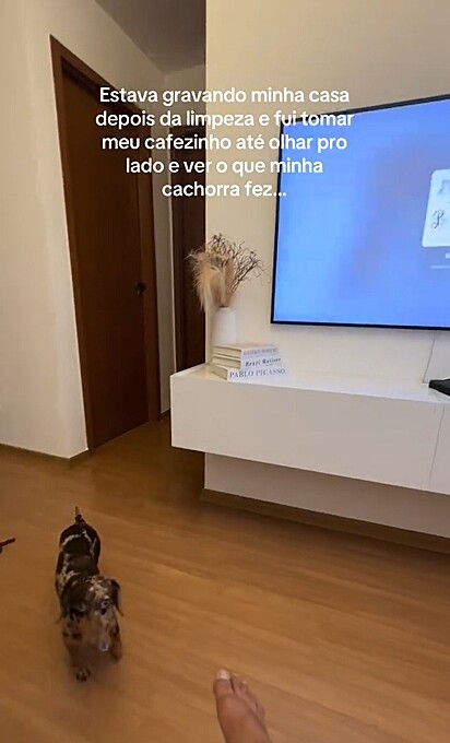 A cachorrinha de Emilly deixou um presente pós-faxina para a tutora.