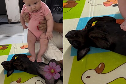 Pediatra pede para mãe realizar atividades sensoriais com Bebê e cachorrinha da família ‘se empenha’ em ajudar .