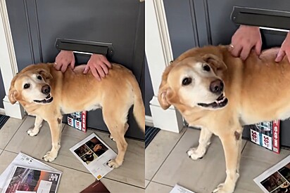 Tutora descobre por que sua cachorra aguarda todos os dias o carteiro na porta e momento mais fofo é registrado.