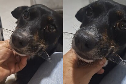 Tutora fica sem saber o que fazer após ver grandes asas saindo da boca de seu cachorro