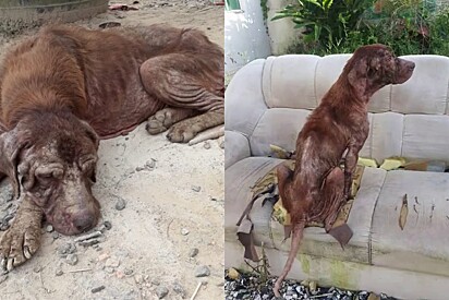 Após resgatar cachorrinho em péssimo estado, tutora fica surpresa ao descobrir de qual raça ele era.