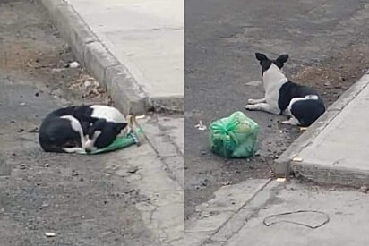 Cachorrinha deixada na rua com todos os seus pertences ainda tem esperanças que tutores voltem buscá-la.