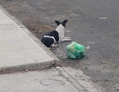 A cachorrinha foi abandonada com todos os seus pertences.