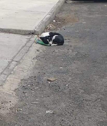 Os brinquedos foram levados, e a cachorrinha transformou a sacola em sua cama.