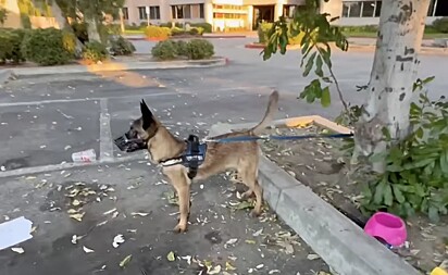 Melody foi abandonada em um estacionamento pela família, que não tinha condições financeiras de cuidá-la.