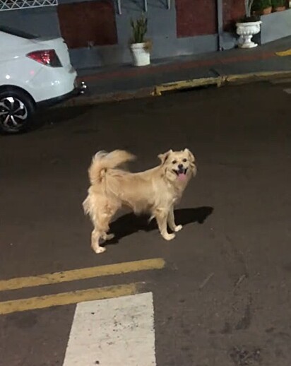 Franciely encontrou o cachorro do seu ex-namorado na rua.