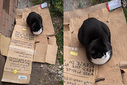 Enquanto passava por supermercado, homem nota gata sozinha ao lado de um bilhete engraçado.