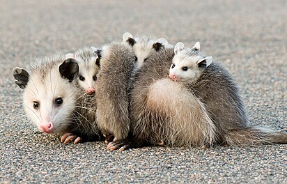 Gambás são marsupiais, ou seja, possuem bolsinha pra levar os bebês. Conforme os bebês crescem, as mamães começam a carregar os filhotes nas costas. 