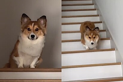 Cachorro corgi aguarda para descer escadas - o que acontece a seguir faz milhões de pessoas rirem online.