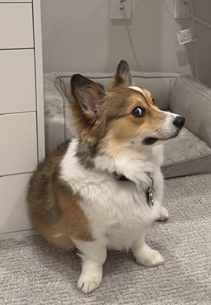 Rocket é um corgi muito fofinho.