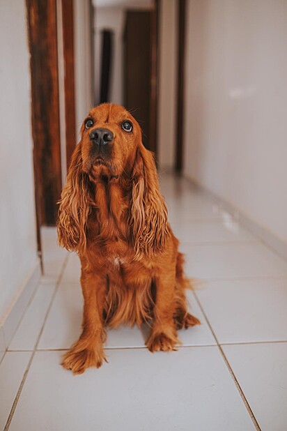 Sol, um cocker spaniel de 6 anos. 