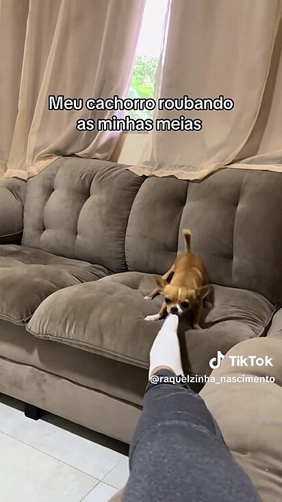 O cãozinho sempre adorou meias.