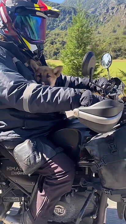 A cachorrinha se adaptou às viagens de moto.