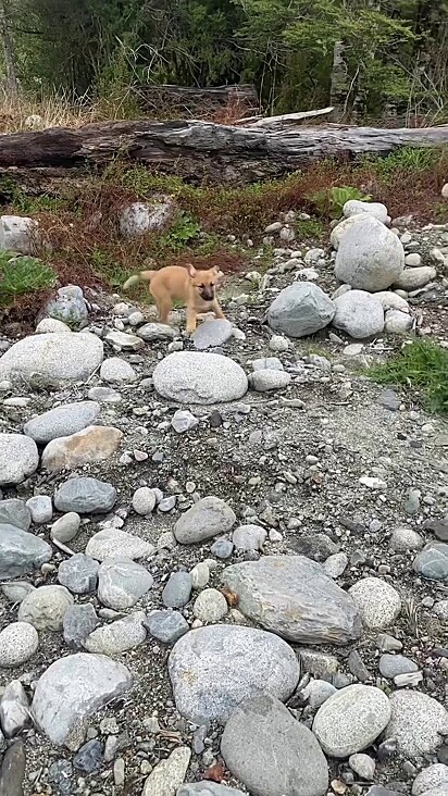 A cachorrinha foi uma surpresa em meio a paisagem vazia.