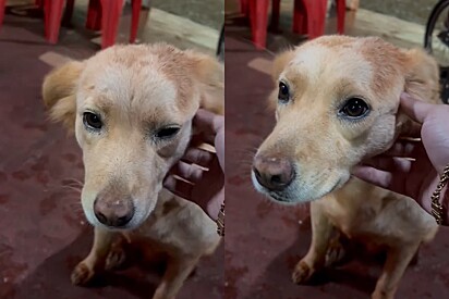 Palavras emocionantes de jovem mudam completamente o olhar triste de cachorrinha de rua.