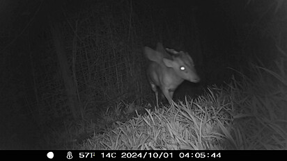 O animal misterioso.