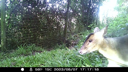 Um cervo muntjac já avistado no local. 