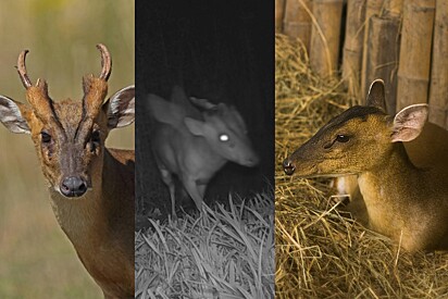 O animal misterioso é um cervo muntjac macho. Os machos têm chifres curtos e ligeiramente curvados.