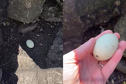 Homem encontra ovo misterioso na calçada — e decide chocá-lo.