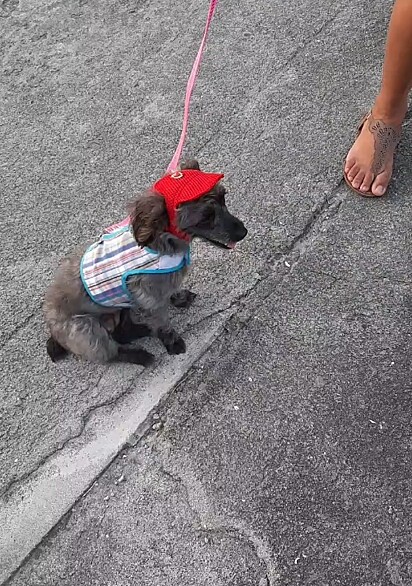 Laila é uma cachorrinha muito esperta!