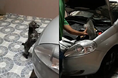 Cachorrinha percebe algo estranho embaixo de capô do carro, eis que família abre e começa a gritar.