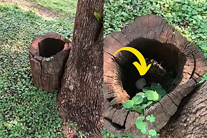 Jovem resolve olhar dentro de tronco de árvore oco, então ela vê os rostinhos mais lindos morando ali.