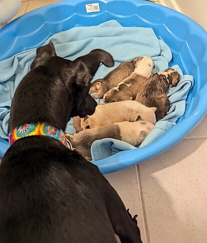 Os filhotes foram apresentados para a cachorrinha Libby.