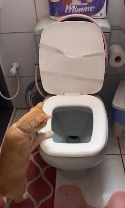 A gata laranja correu direto para o vaso sanitário.