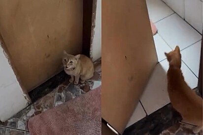 Gata laranja miava sem parar em porta, então tutora a abre e pet mostra o que estava querendo