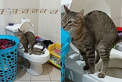 Gato aprende a ir no vaso, ganha elogio mas de repente tudo mudo e tutor vê o que não gostaria.