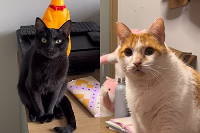 Por que esses quatro gatos continuam solteiros? Tutor expõe os motivos