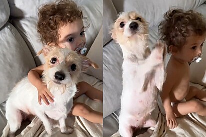 Cachorrinha fiapo de manga fica cuidando de filho de tutora que está dodói, mas faz pedido inusitado em troca da gentiliza