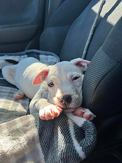 A pet foi resgatada pelo controle de animais local e, em seguida, encaminhada para o abrigo de animais East Coast Bulldog Rescue.