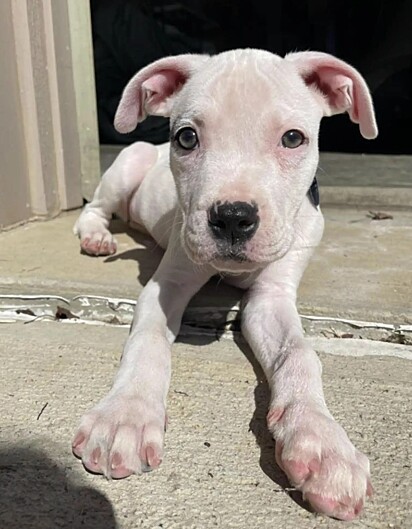 A cachorrinha conquistou o coração dos voluntários com seu comportamento dócil.