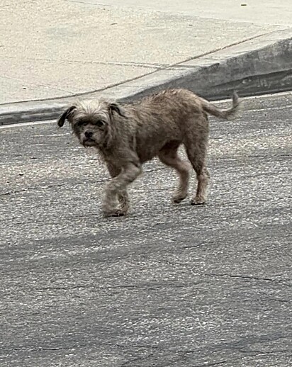 A cachorrinha que andava de porta em porta.